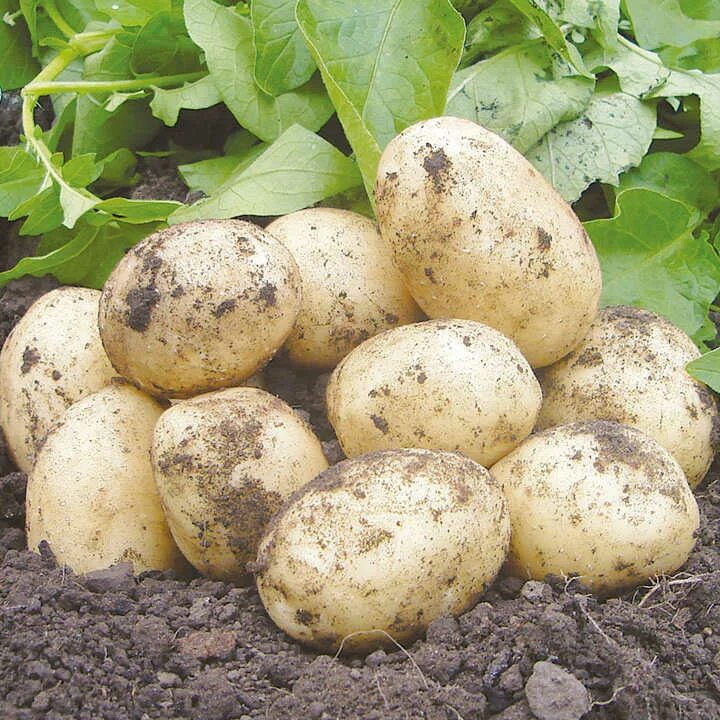 Каратоп сорт картофеля фото Potato 'Swift' Suttons