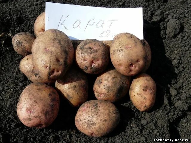 Каратоп сорт картофеля фото Картофель Каратоп: описание сорта и характеристика, посадка и уход, отзывы с фот