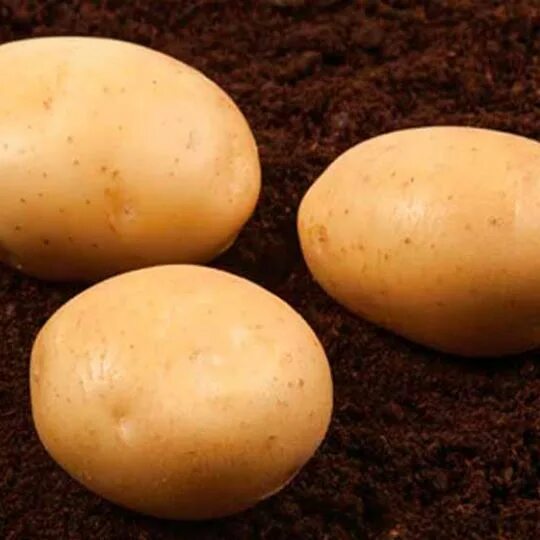 Каратоп сорт картофеля фото Продам семенной картофель второй репродукции 6, 10 грн - Agro-Ukraine