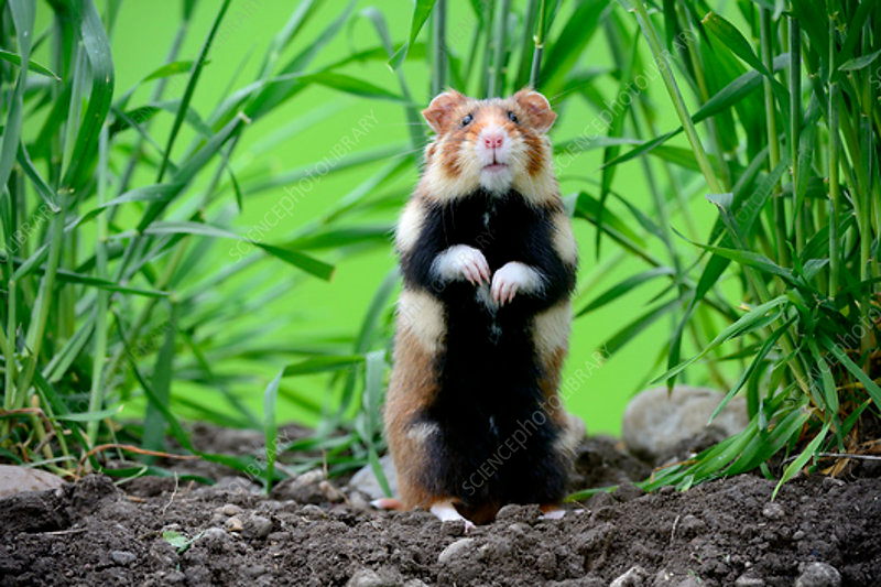 Карбыш фото животного Common hamster (Cricetus cricetus) standing Wild hamsters, Cute animals, Hamster
