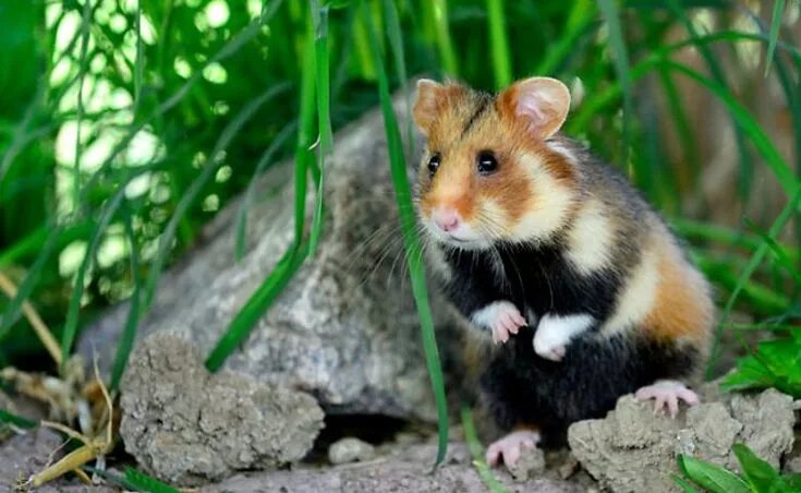 Карбыш хомяк дикий фото и описание фотография хомяков в естественной среде Wild hamsters, Hamster, Hamster pics