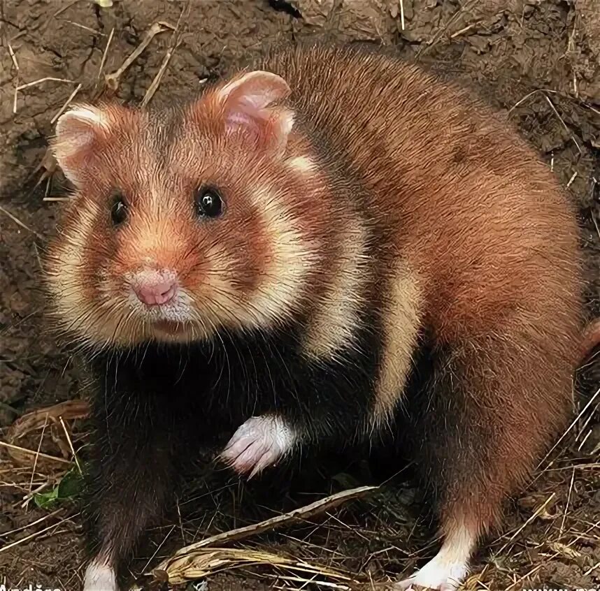 Карбыш хомяк дикий фото и описание Cricetus cricetus - Rare Hamster