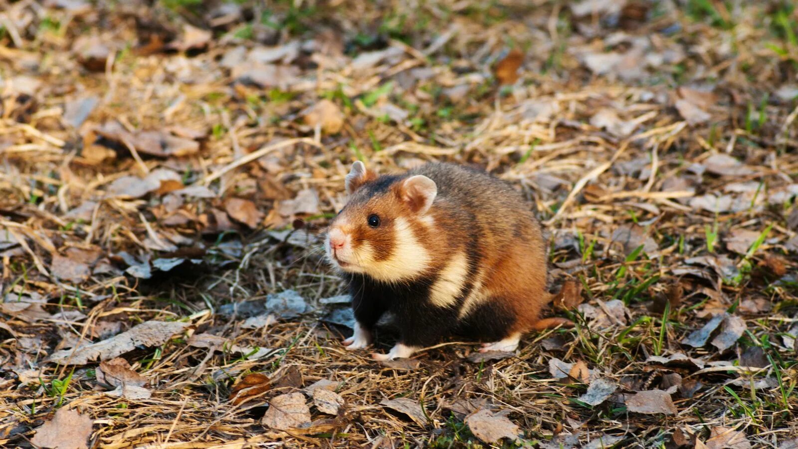 Карбыш хомяк дикий фото и описание Cannibal hamsters eat their babies due to corn diet in France World News Sky New