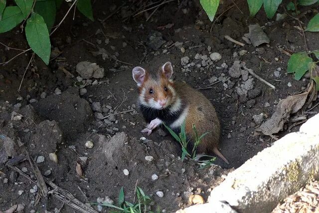 Карбыш животное фото и описание Pin on Hamsters (and other rodents)