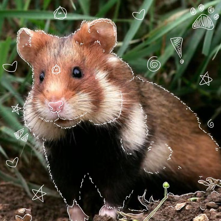 Карбыш животное фото и описание wild hamster therian 3 in 2024