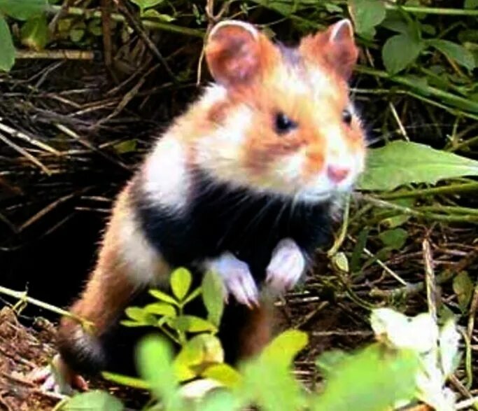 Карбыш животное фото и описание WILD ANGRY HAMSTER - CUTE Dieren