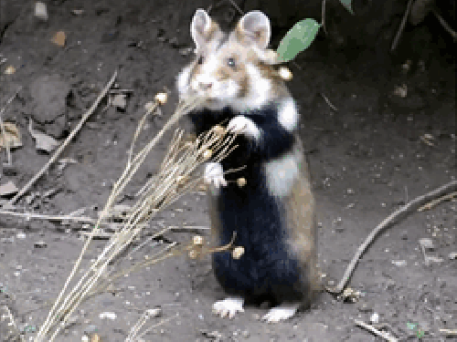 Карбыши фото в нижегородской области Cutesypooh Wild hamsters, Animal crackers, Cute animals