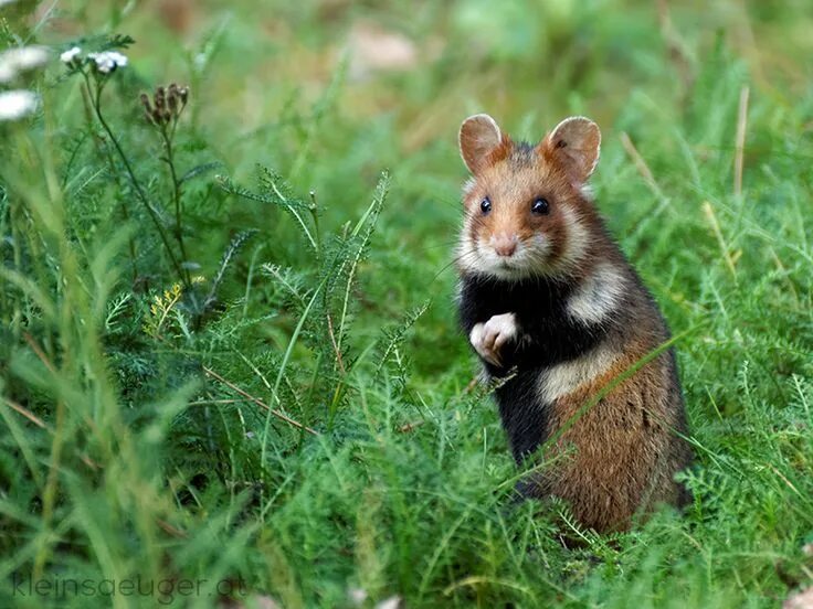 Карбыши фото в нижегородской области Pin on Хомячок in 2024 Hamster, Animals, Fox