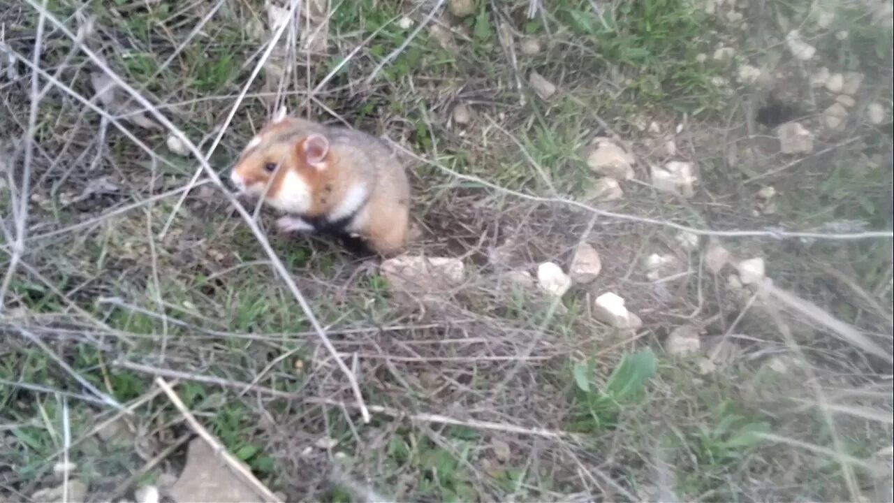 Карбыши фото в нижегородской области Хомяк карбыш hamster - YouTube
