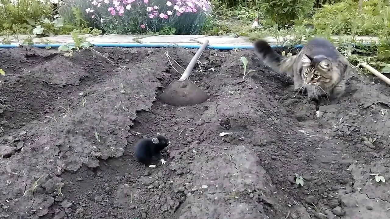 Карбыши на садовом участке фото Кот получил от злобного хомяка карбыша - YouTube