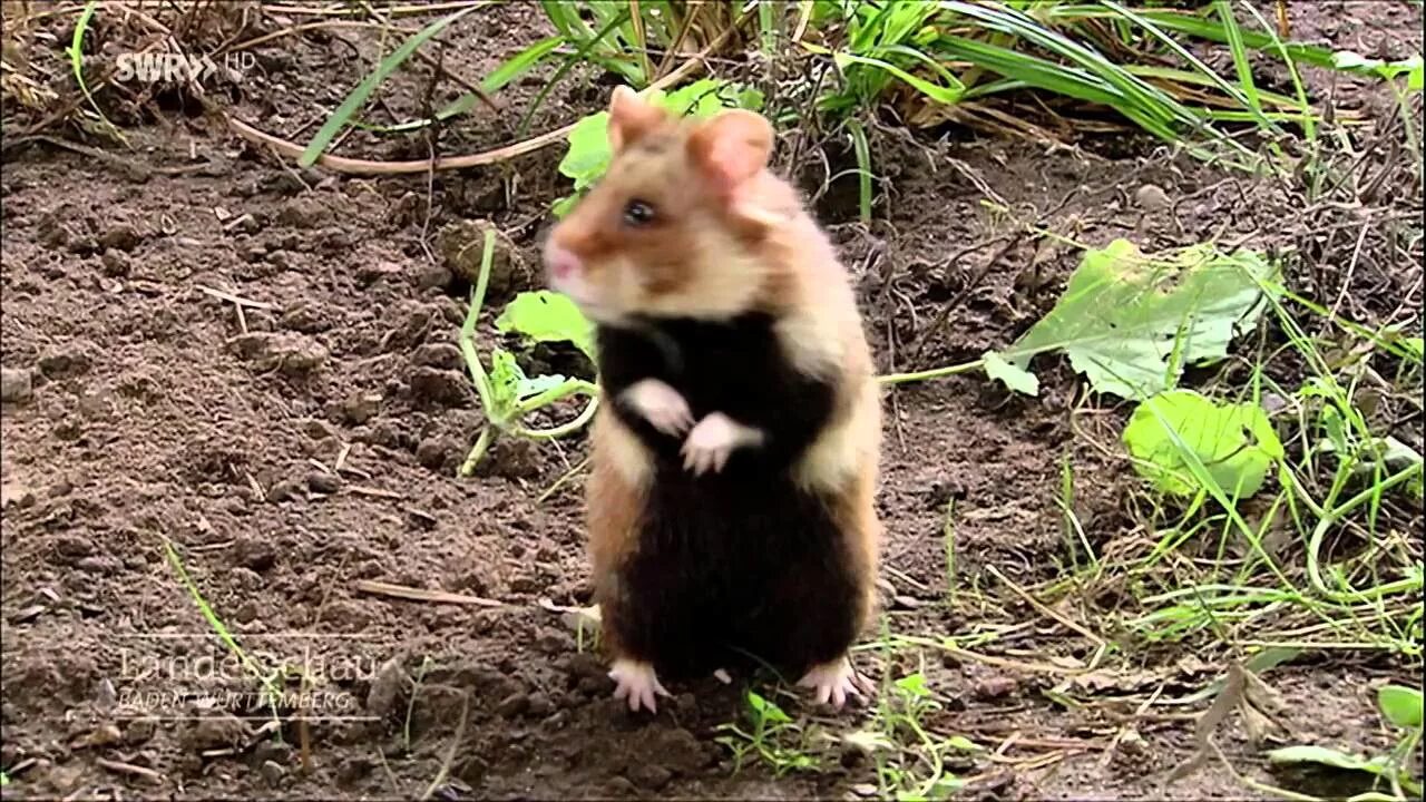 Карбыши на садовом участке фото Wildtier des Jahres - der Feldhamster Gut zu wissen - YouTube