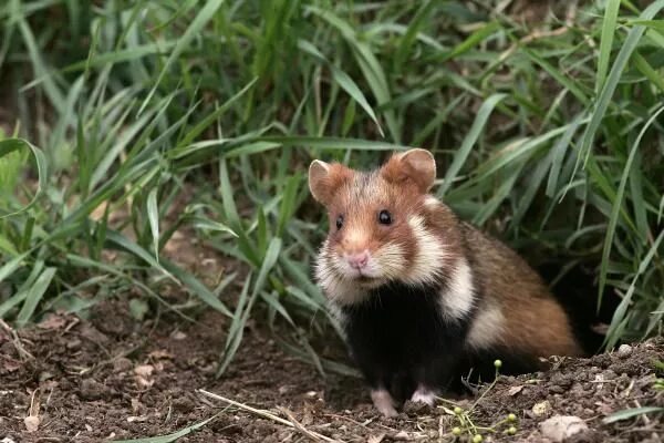Карбыши на садовом участке фото How Long Do Hamsters Live For? Animaux, Hamster, Animaux nocturnes