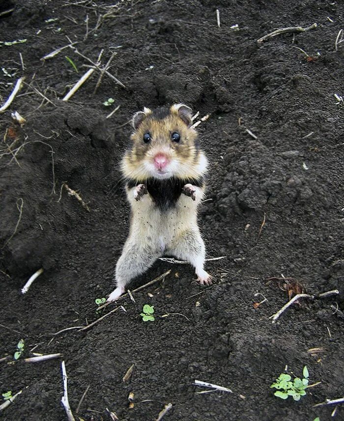 Карбыши на садовом участке фото Having A Bad Day? Here’s 48 Wild Hamsters Wild hamsters, Hamster pics, Cute hams