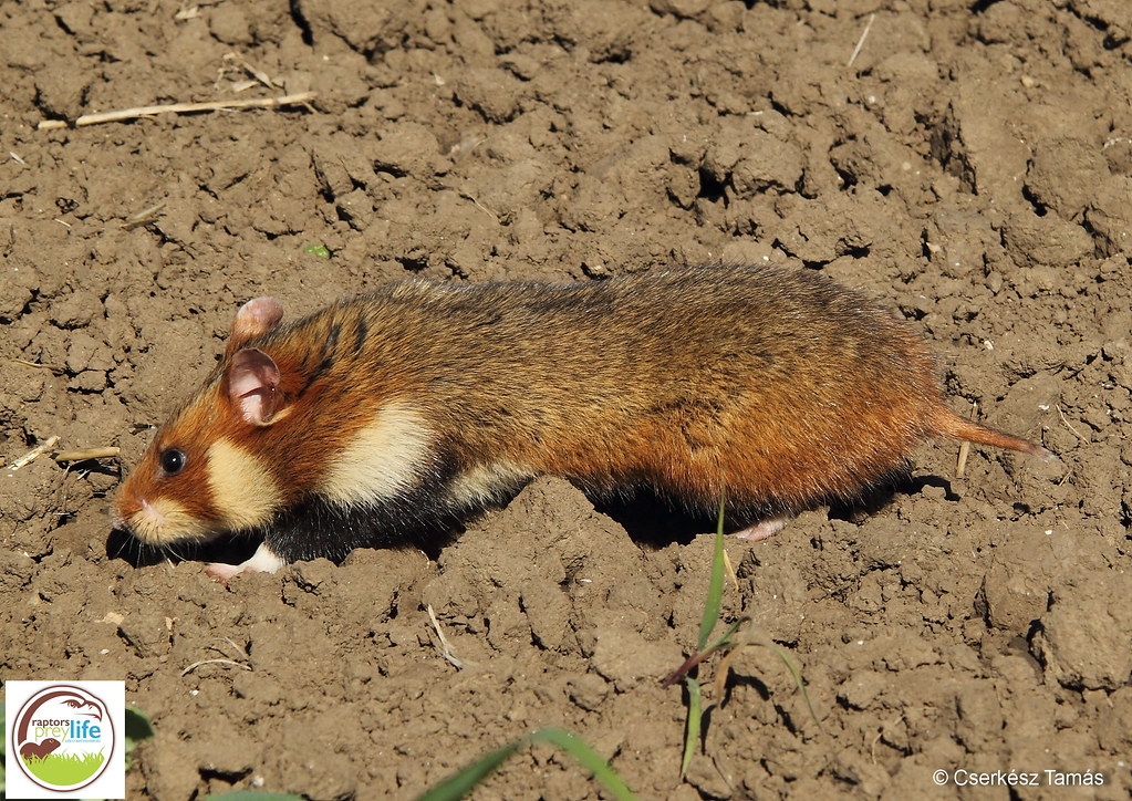 Карбыши зверьки на садовом участке фото Common hamster (Cricetus cricetus) Tamás Cserkész Flickr