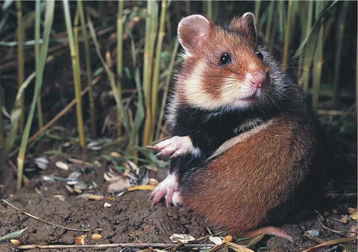 Карбыши зверьки на садовом участке фото Wild hamsters, Sweet animals, Hamster treats