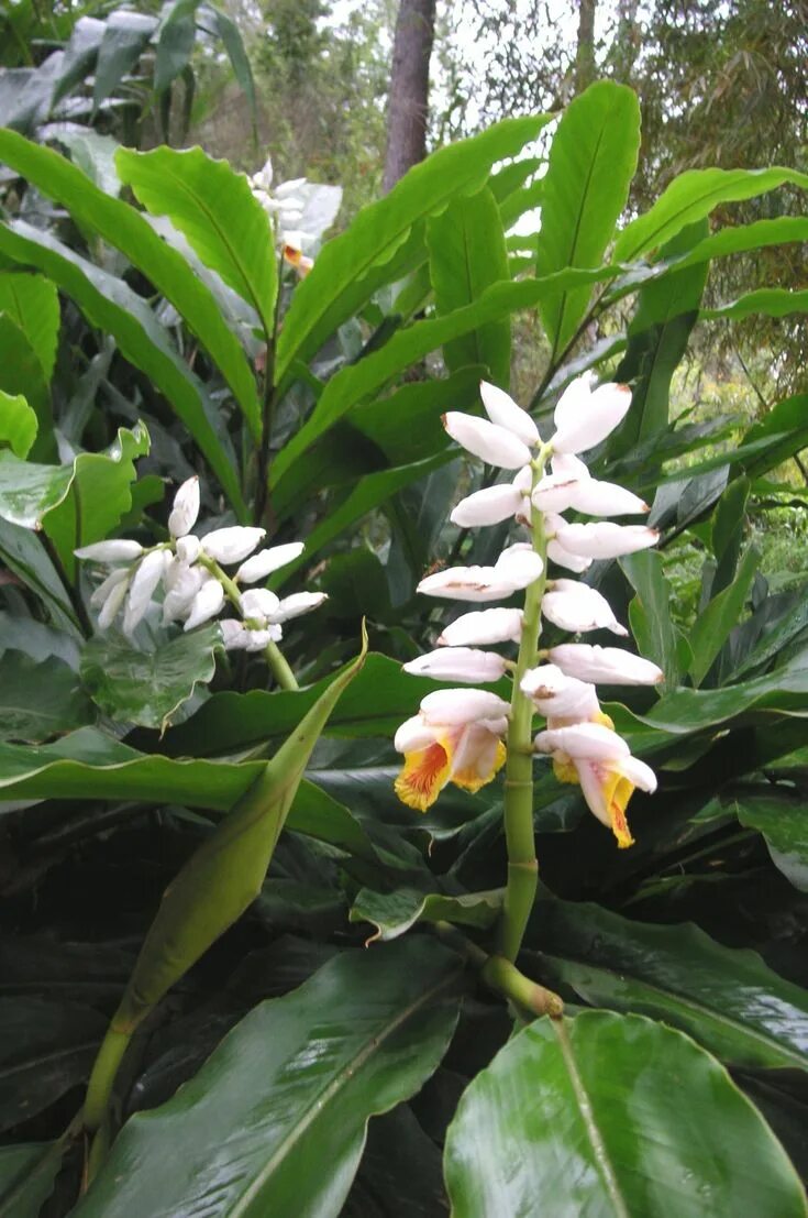 Кардамон растение фото как выглядит Alpinia mutica (False Cardomom Ginger) Bamboo Land Nursery QLD Australia Shade t