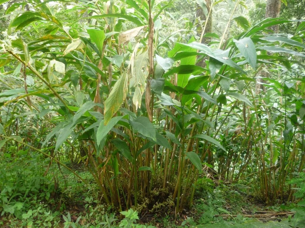 Кардамон растение фото как выглядит File:Cardamom plant.jpg - Wikipedia