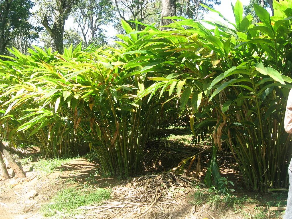 Кардамон растение фото как выглядит Cardamom Plant Kartik Surbhi Flickr