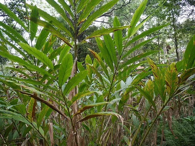 Кардамон растение фото как выглядит File:Ailu (Konkani- एळु) (5597877717).jpg - Wikimedia Commons