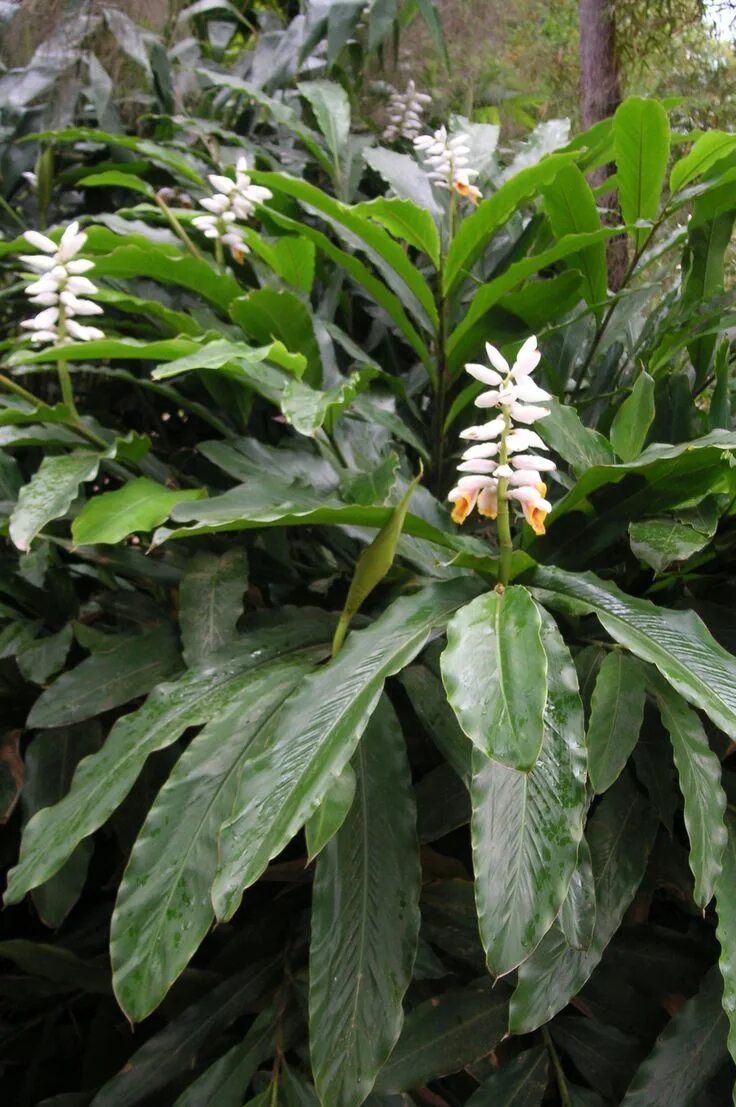 Кардамон растение фото как выглядит alpinia mutica - false cardamon ginger