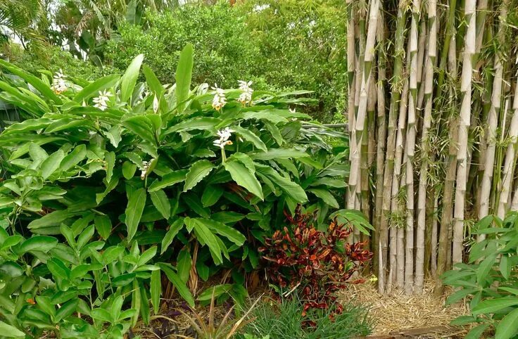 Кардамон растение фото как выглядит Seeking True Cardamom