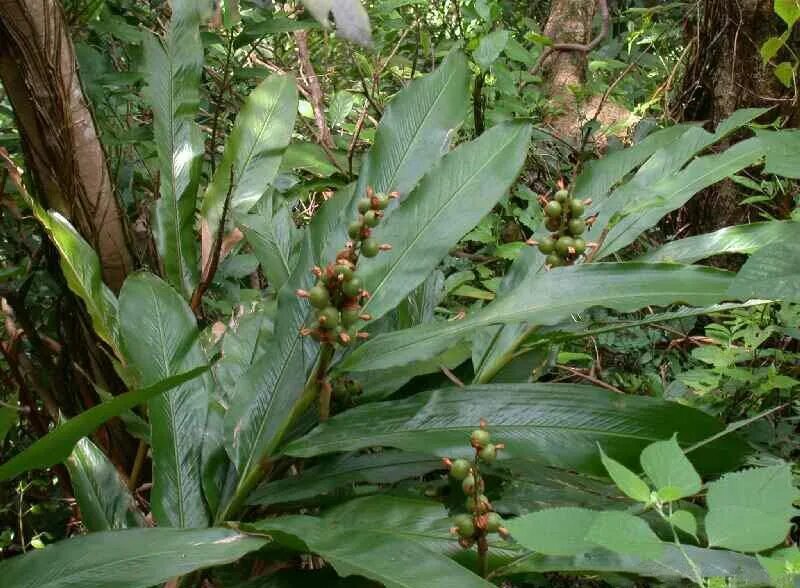 Кардамон растение фото как выглядит Elettaria cardamomum CoffMachines.ru