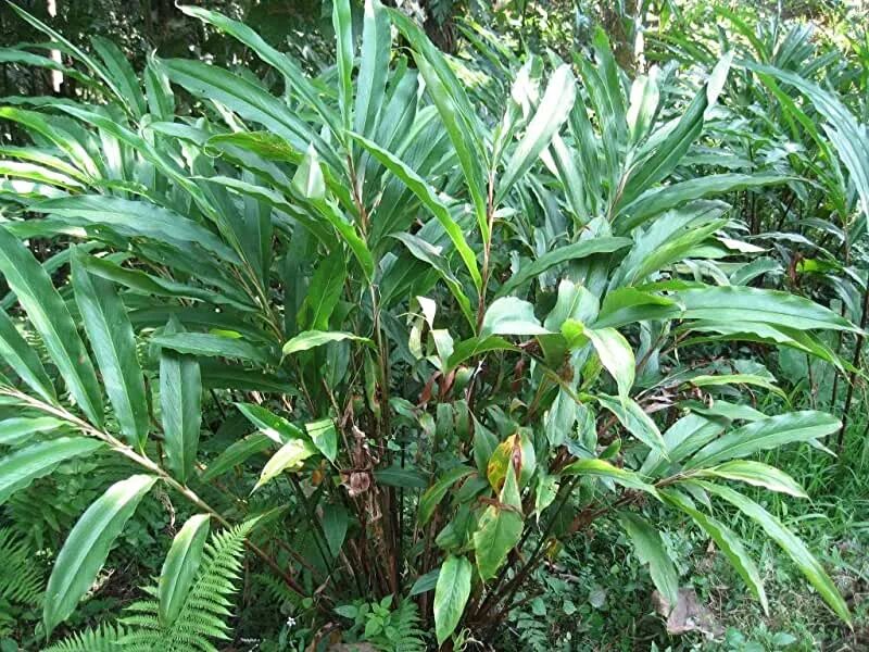 Кардамон растение фото как выглядит Amazon.com: Cardamom Seeds For Planting