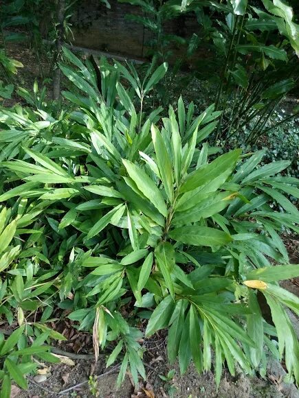 Кардамон растение фото как выглядит Cardamom Project