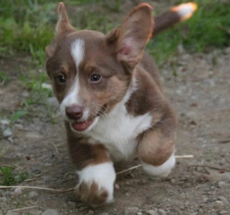 Кардиган щенки фото Pin on Corgis Cardigan welsh corgi puppies, Welsh corgi puppies, Corgi