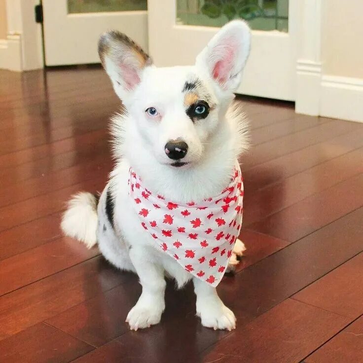 Кардиган собака фото Pin on Corgi love 3