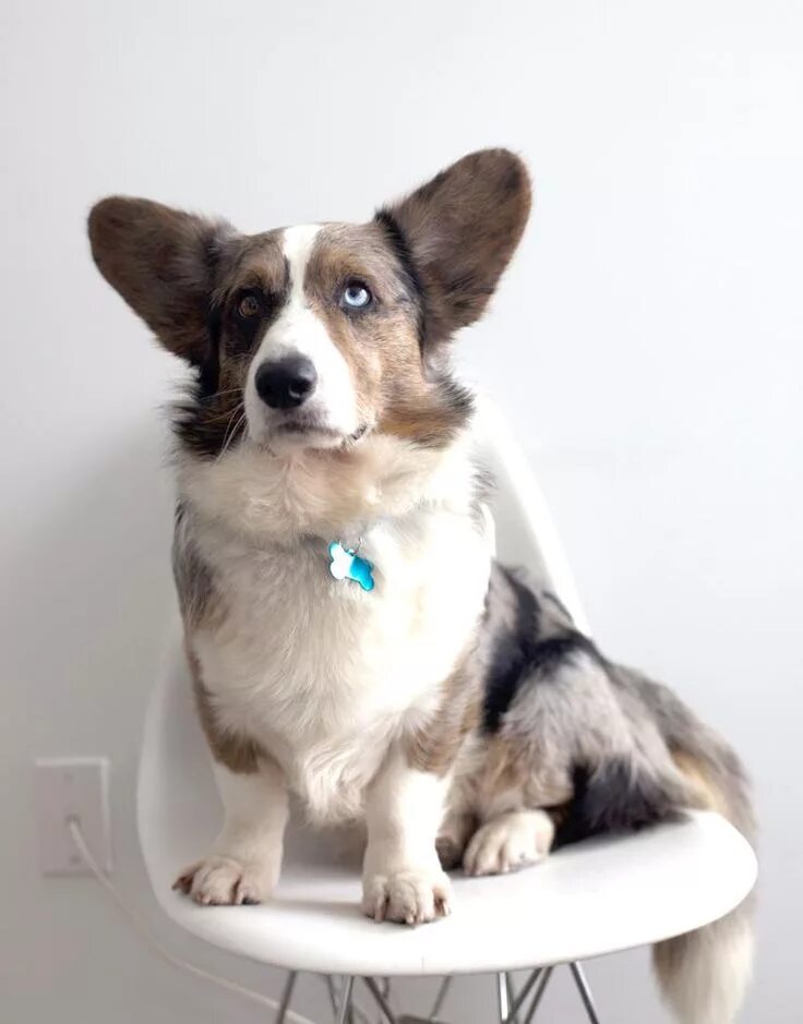 Кардиган собака фото OCD: Obsessive Corgi Disorder : Photo Corgi, Welsh corgi, Corgi facts