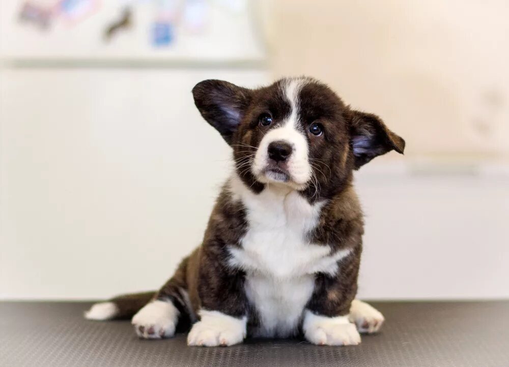 Кардиган собака фото Corgi Cardigan For Sale Discount www.ulthera.ru