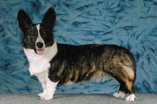 Кардиган собака фото Фотографии к статье: Вельш-корги-кардиган (Welsh Corgi Cardigan) / Советы по ухо