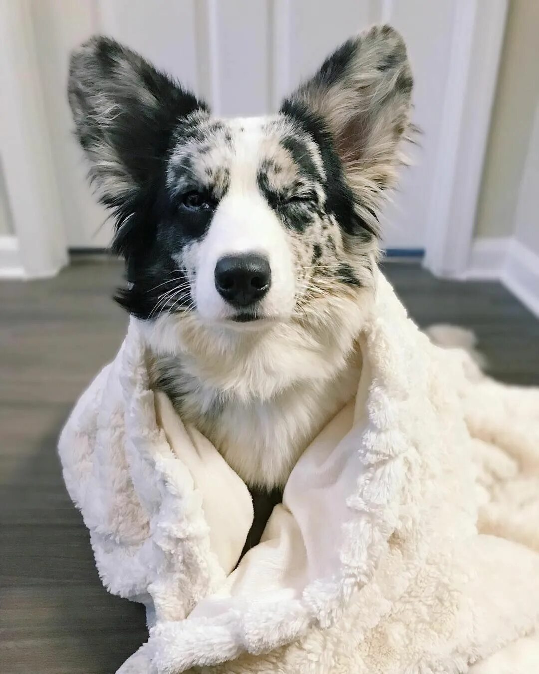 Кардиган собака фото Pin by инна on Собаки Corgi, Welsh corgi funny, Pembroke welsh corgi puppies