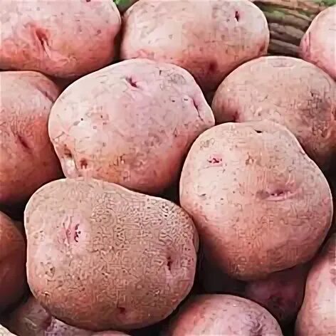 Кардинал картофель описание сорта фото 20 Grow this ideas plants, growing, gardening tips