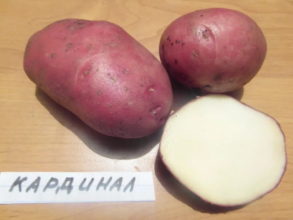 Кардинал картофель описание сорта фото Описание и фото сорта картофеля Нандина Натуралист Фотогалерея природы на dia-lo