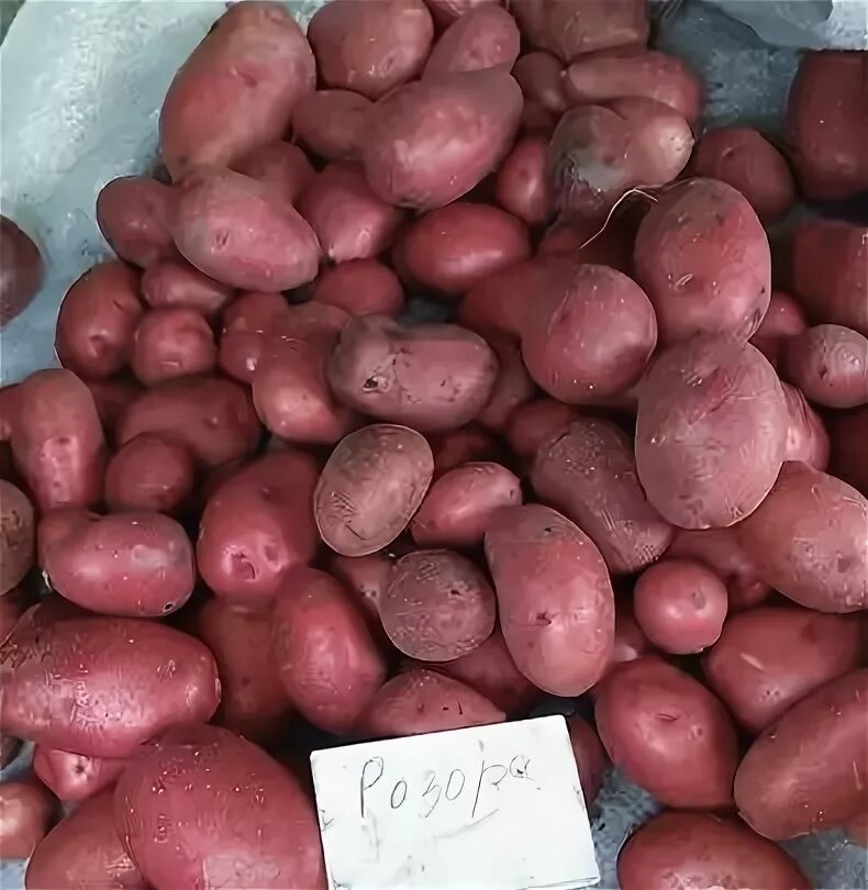 Кардинал картофель описание сорта фото Картофель Кардинал Описание Сорта Фото Отзывы - Karevaphoto.ru