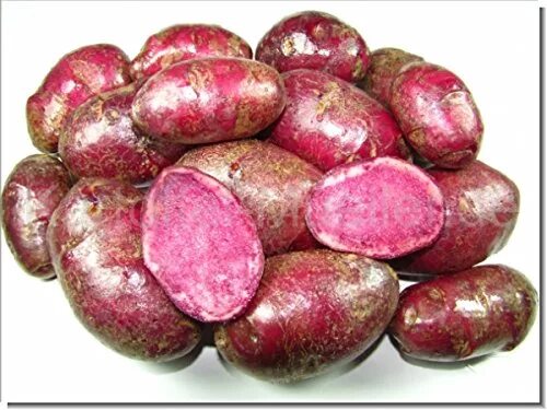 Кардинал картофель описание сорта фото Купить картофель Kartoffel Müller Kartoffel Müller Highland Burgundy Red (Red Ca