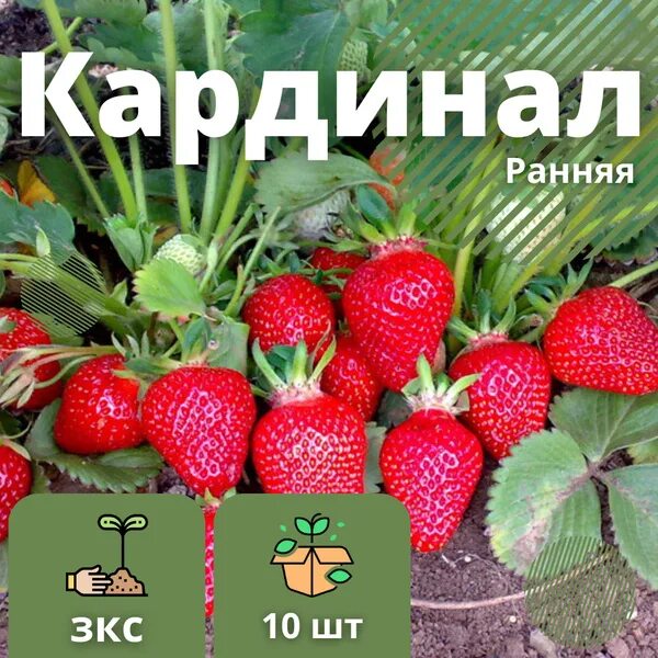 Кардинал описание сорта фото отзывы Клубника "Кардинал" 10 штук саженцев - купить с доставкой по выгодным ценам в ин