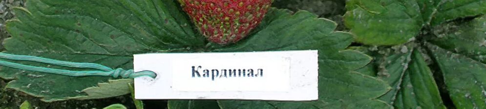 Кардинал описание сорта фото отзывы Клубника Кардинал: описание сорта, фото и отзывы