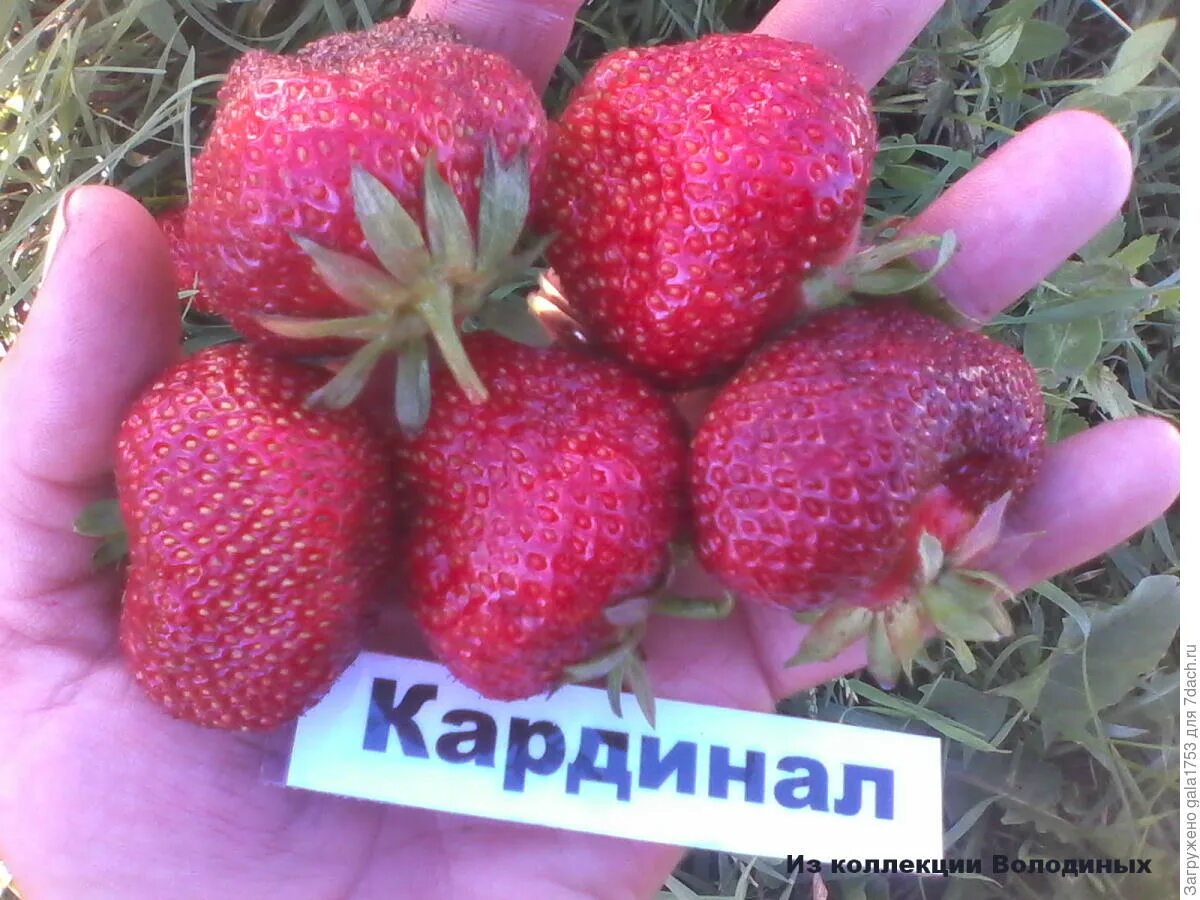 Кардинал описание сорта фото отзывы Купить Саженцы Кардинал у частных селекционеров