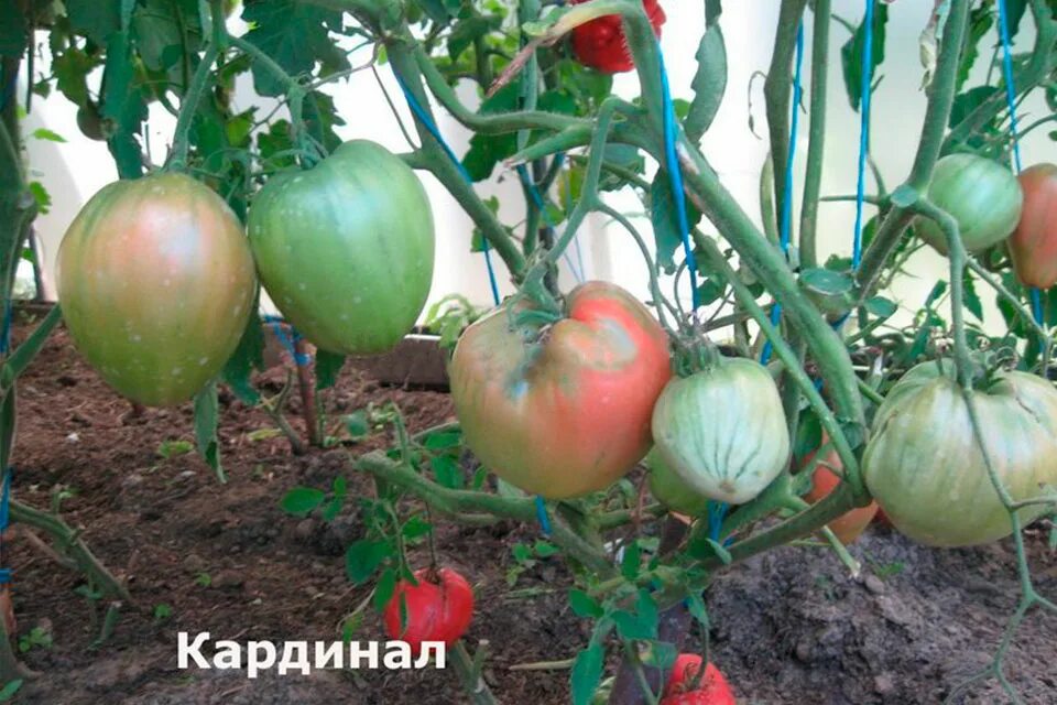 Кардинал томат описание и фото отзывы Кардинал томат описание и фото отзывы