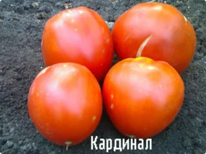 Кардинал томат описание и фото отзывы Томат сорта Кардинал, кто сажал, описание, отзывы, фото?