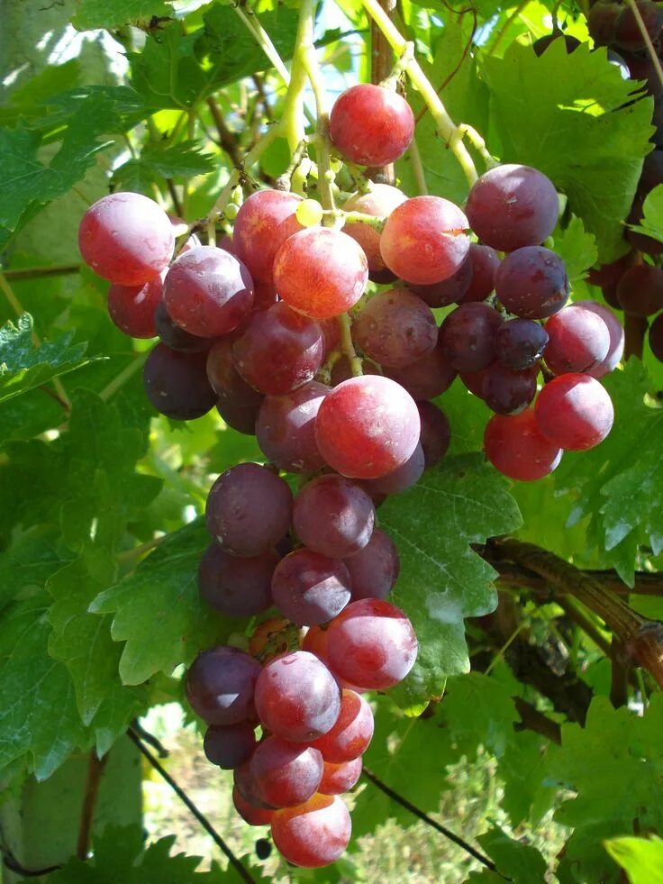 Кардинал виноград фото отзывы описание Cardinal' Grapes Grapes, Fruit photography, Fruit trees