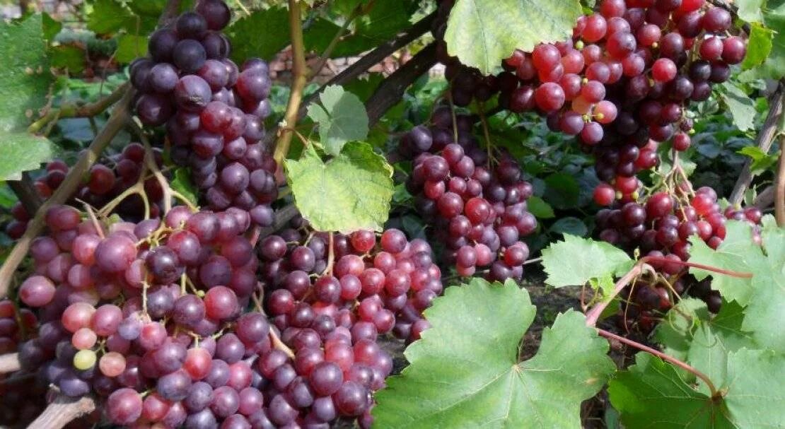 Кардинал виноград сорта фото отзывы Виноград кардинал: описание сорта, фото, отзывы, видео