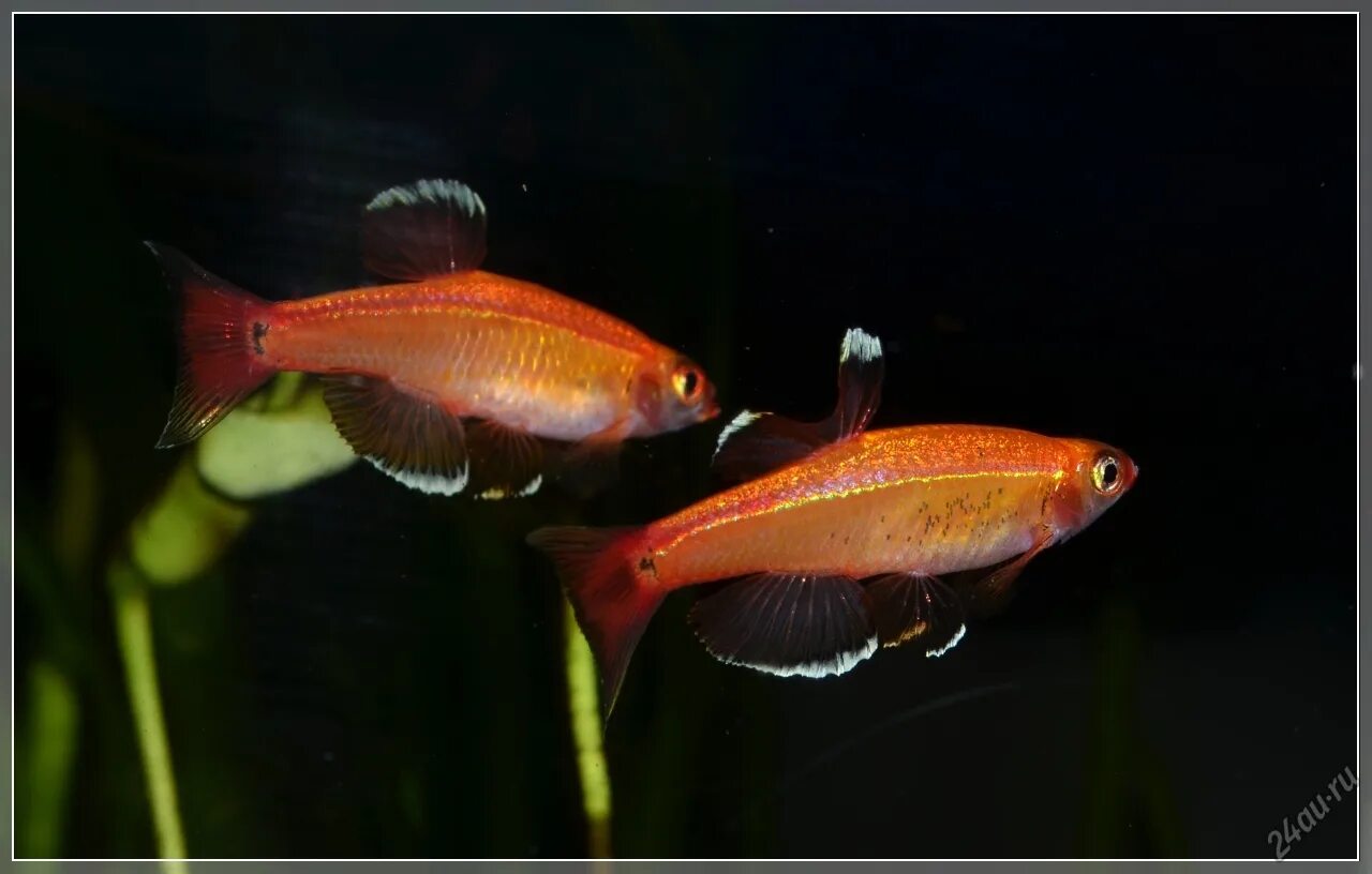 Кардинал золотой рыбка аквариумная фото Кардинал золотой (Tanichthys albonubes gold) 2 см
