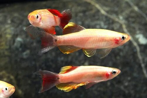 Кардинал золотой рыбка аквариумная фото Pin on tetras