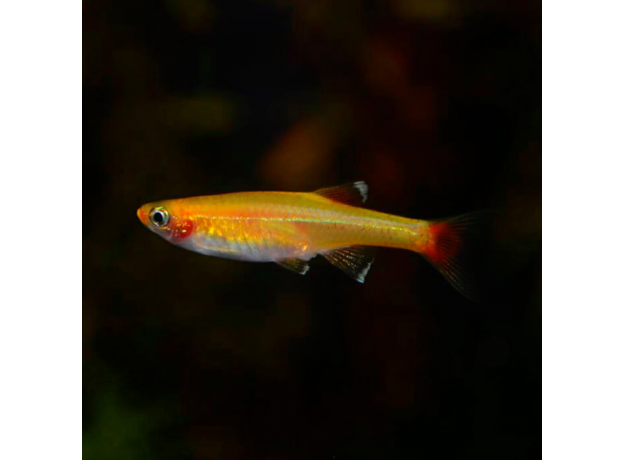 Кардинал золотой рыбка аквариумная фото Кардинал золотой (Tanichthys albonubes var. gold) купить по выгодной цене в инте