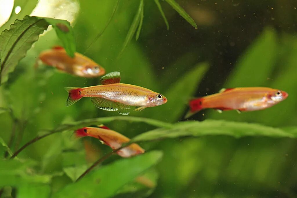Кардинал золотой рыбка аквариумная фото Кардинал золотой (Tanichthys albonubes) купить недорого в Москве Амигофиш