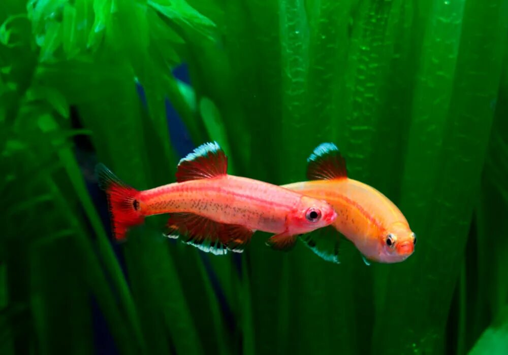 Кардинал золотой рыбка аквариумная фото Кардинал золотой (Tanichthys albonubes gold) 2 см